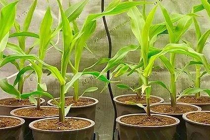 Switch Bioworks and Bayer Crop Science to advance biological nitrogen
