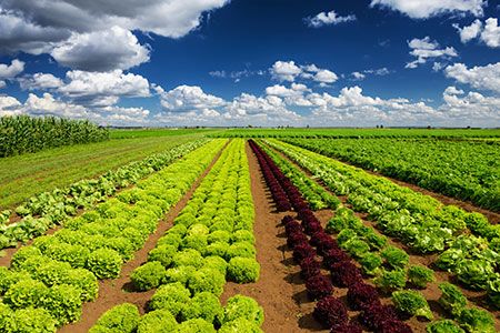 Hancock expands agricultural interests