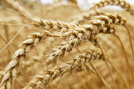 Australian farmers reject fertilizer purchases as drought lingers, Reuters report